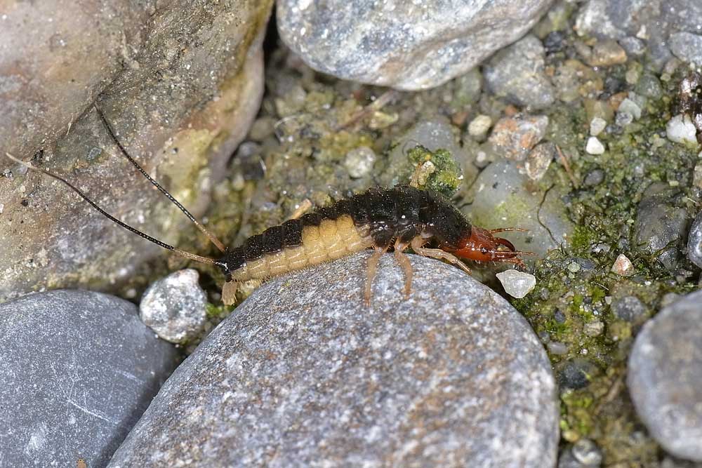 Larva di Carabidae: Chlaenius sp., forse C. velutinus